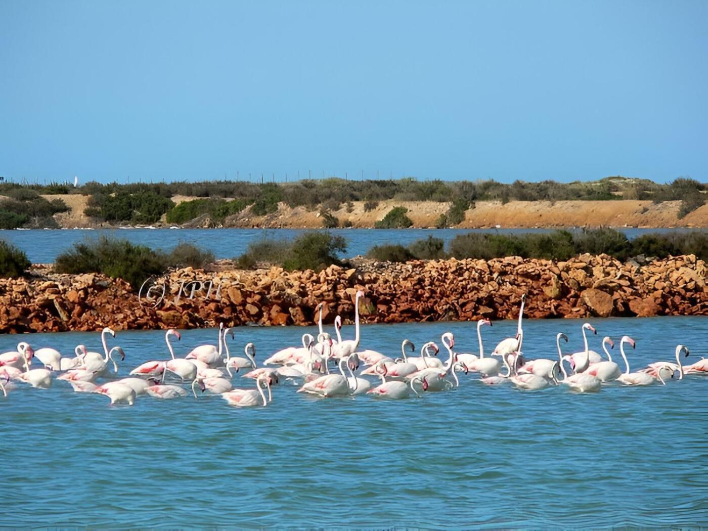Flamingo Vila Alicante Сан-Педро-дель-Пинатар Экстерьер фото
